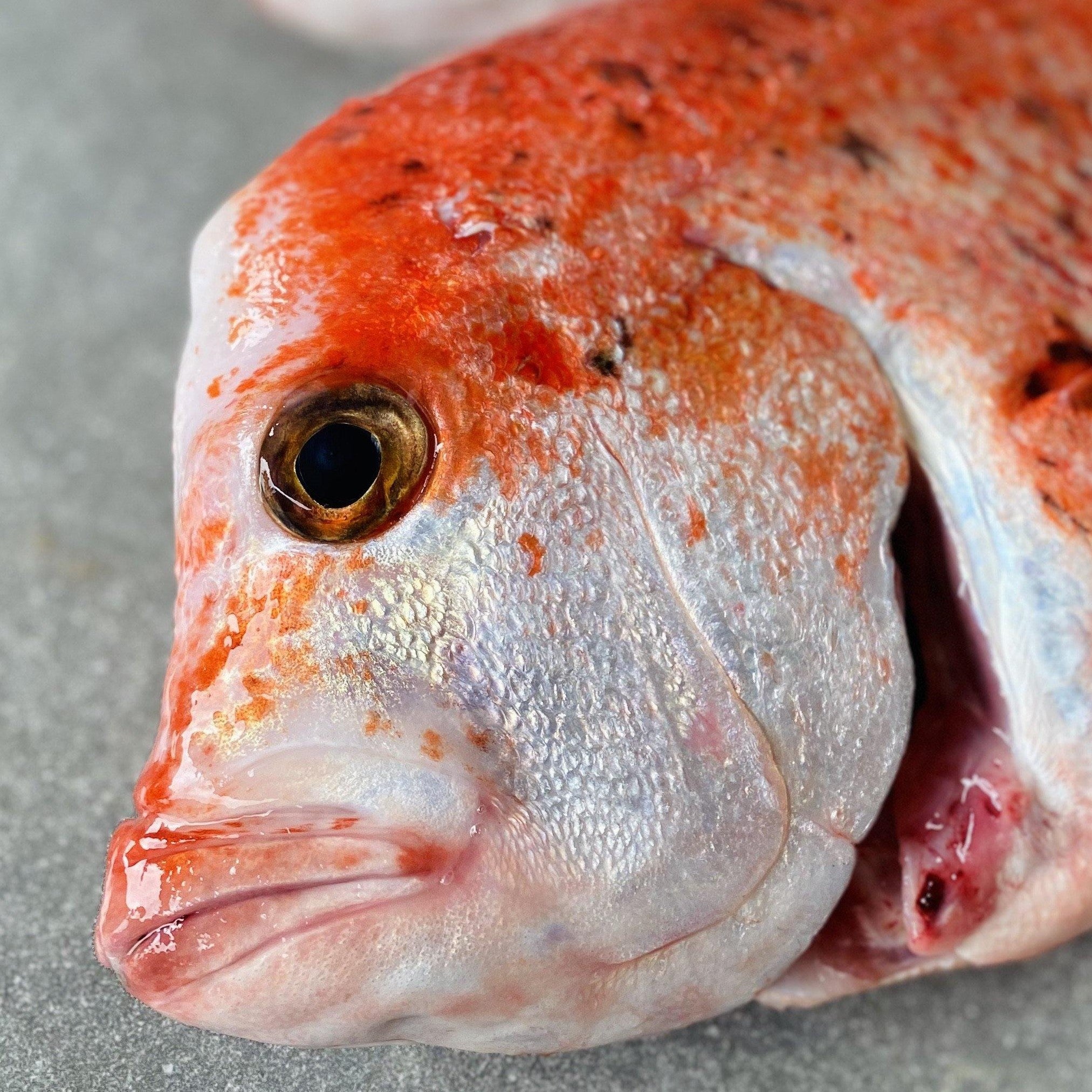 Red Stumpnose XL | Fresh Fish Box | Caught in Struisbaai