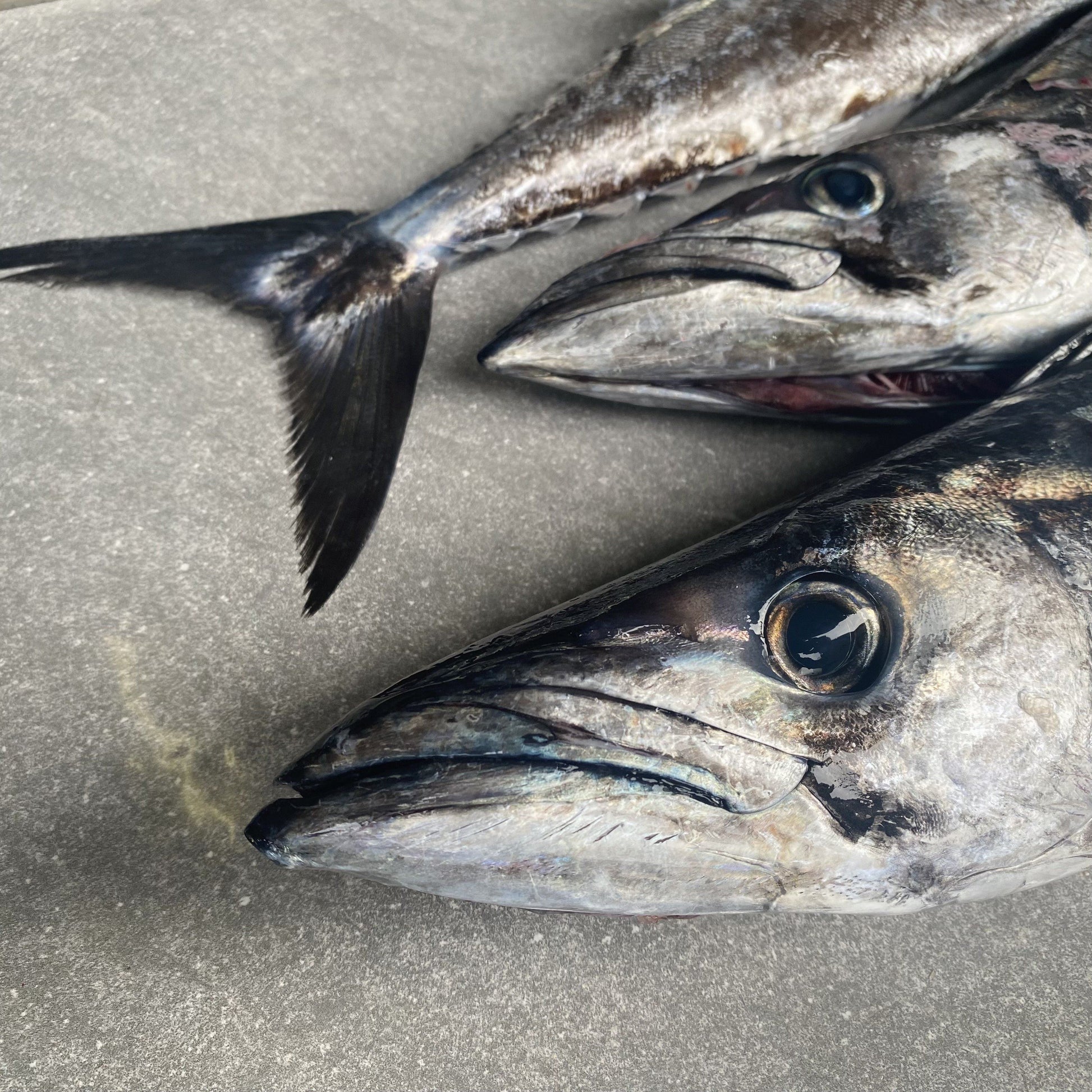  Greenfish