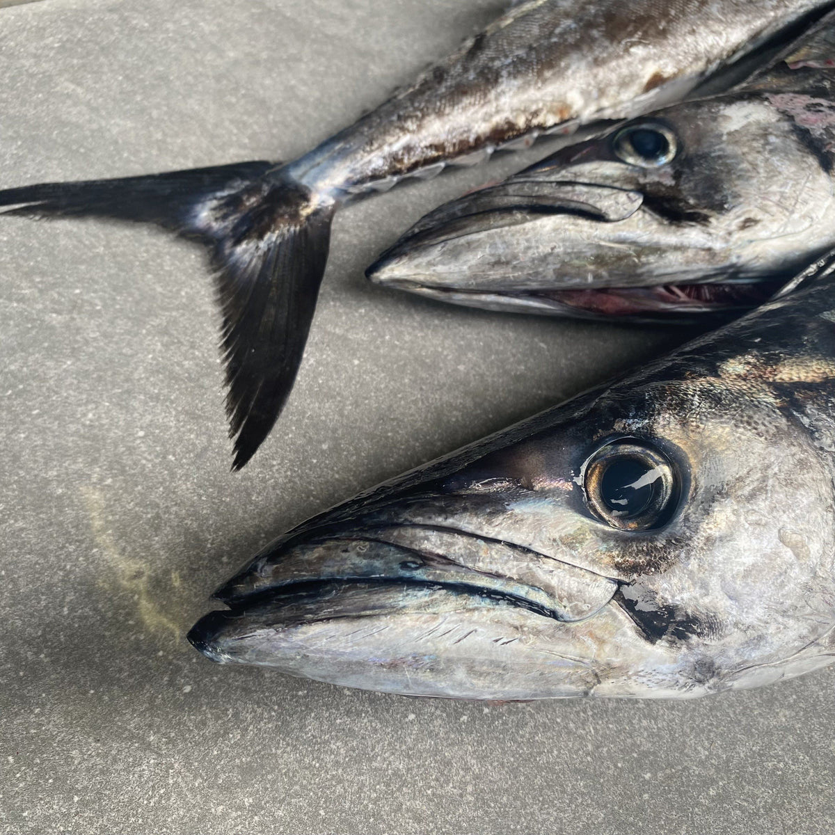 Traditional West Coast Snoek | Frozen Box | Wild Caught | 2.5kg – Greenfish