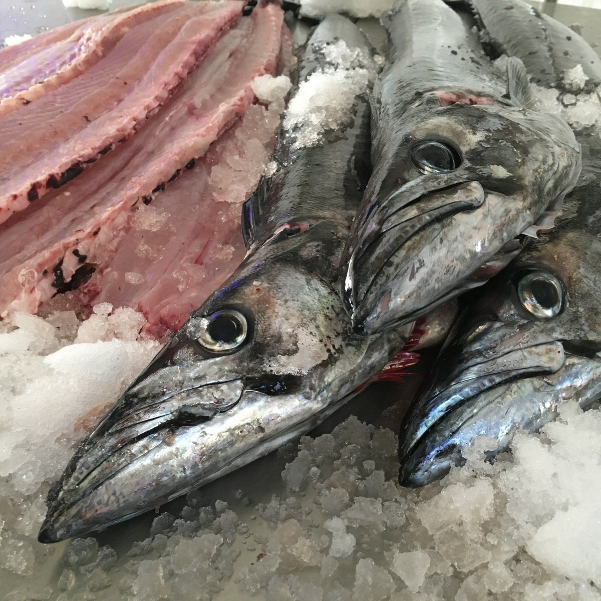 Traditional West Coast Snoek | Frozen Box | Wild Caught | 2.5kg – Greenfish