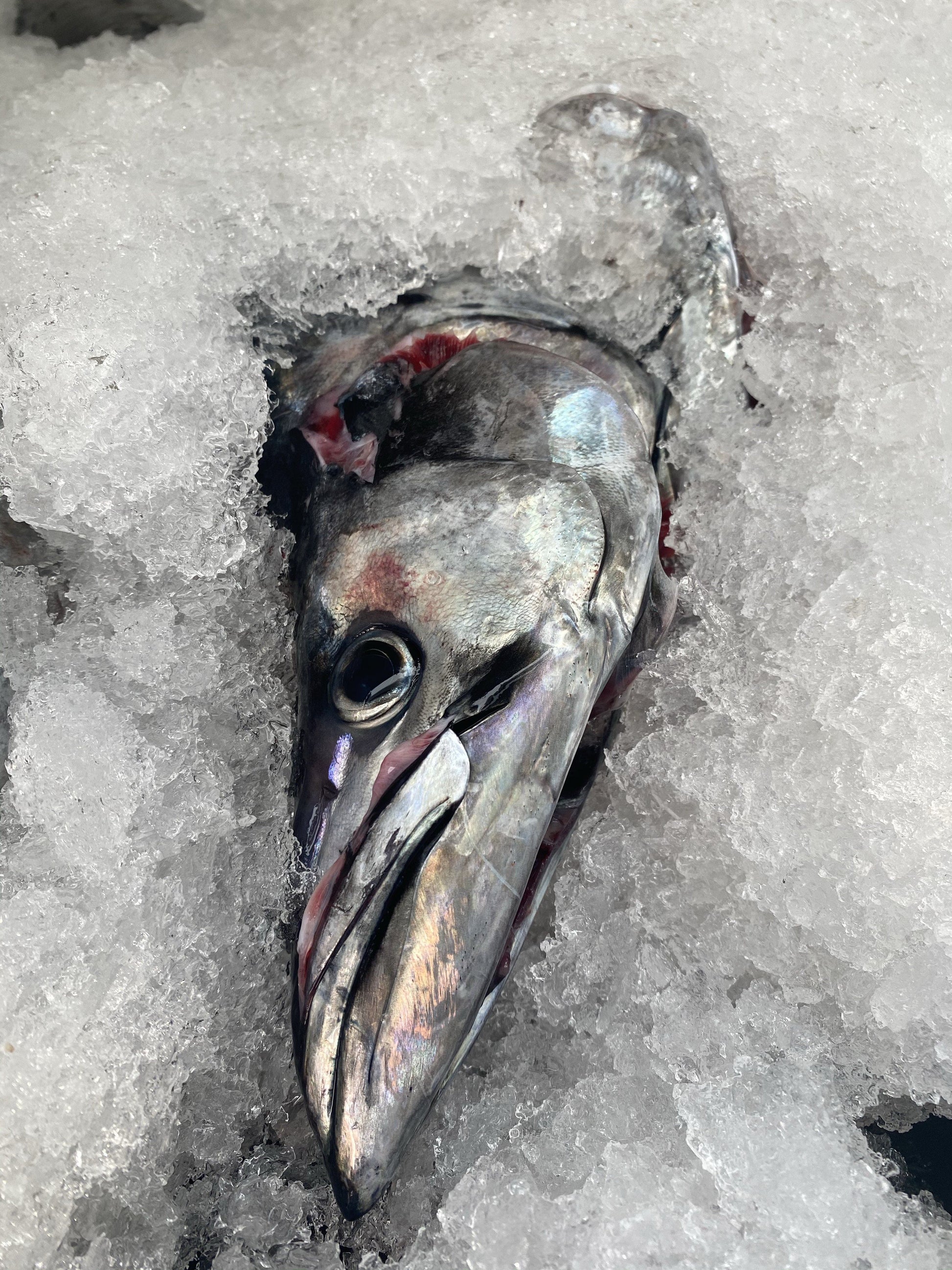  Greenfish