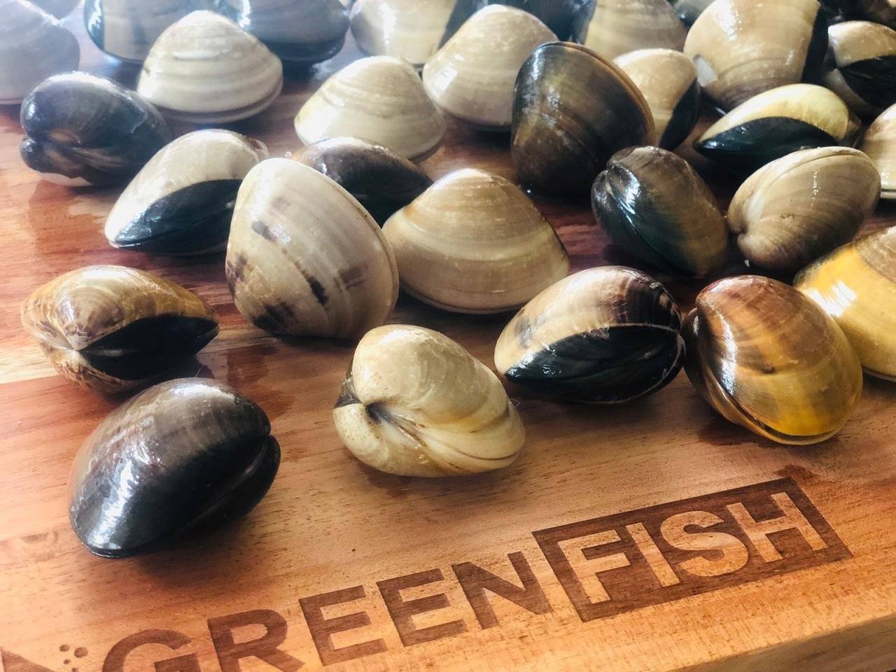  Greenfish